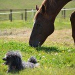 Happy Animals